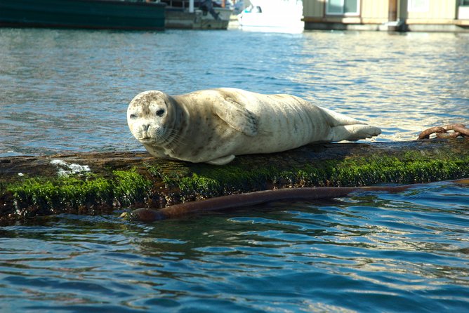 Victoria Harbour Kayak Tour - Key things I’d plan for before you go