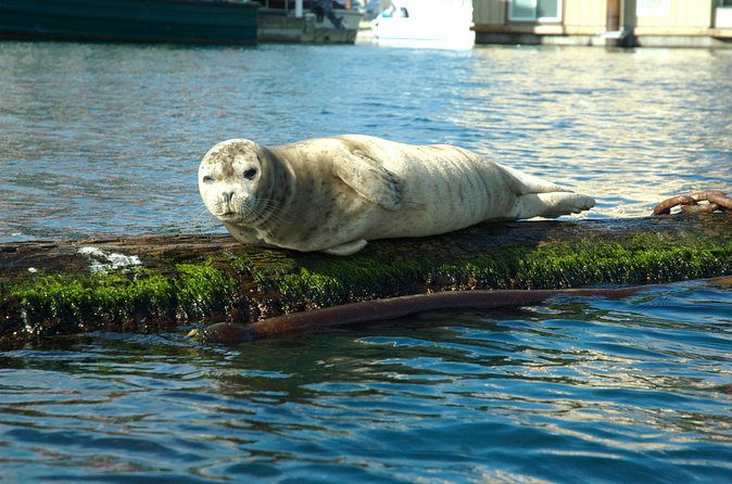 Victoria Harbour Kayak Tour - The guide experience: small-group attention with names you’ll hear