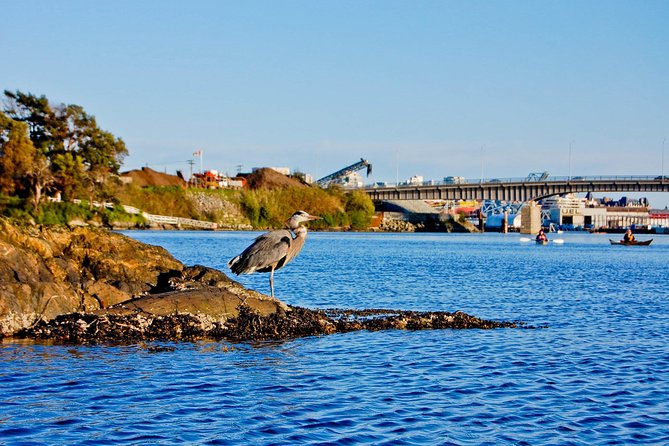 Victoria Harbour Kayak Tour - Gear and safety: what’s included and how that helps first-timers
