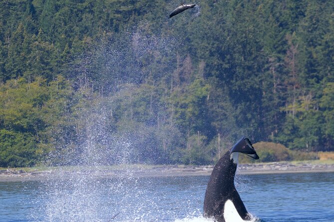 Victoria Ultimate Marine Whale & Wildlife Tour - Why this Victoria whale tour works (the Salish Sea angle)