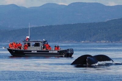 Victoria Ultimate Marine Whale & Wildlife Tour - Starting at Five Star: check-in and getting out on the water
