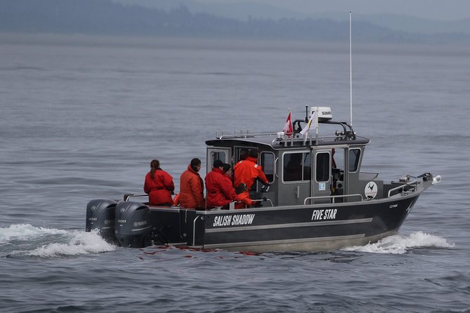 Victoria Ultimate Marine Whale & Wildlife Tour - What you’re likely to see: whales, porpoises, seals, and birds
