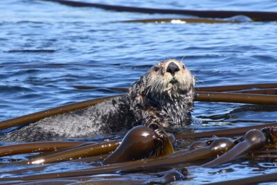 Victoria Whale Watch Tour - The 60ft Ocean Cruiser: top deck views and indoor warmth