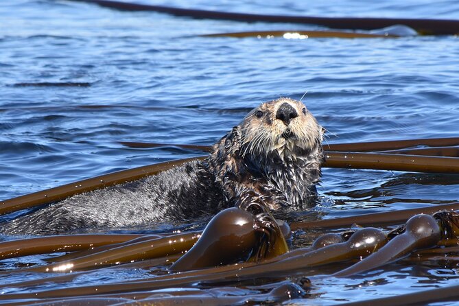 Victoria Whale Watch Tour - The 60ft Ocean Cruiser: top deck views and indoor warmth