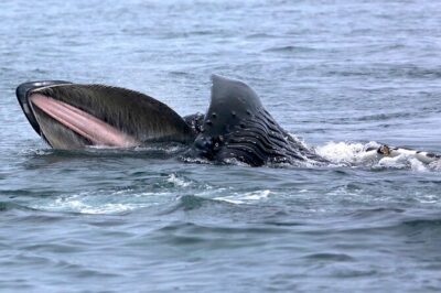Victoria Whale Watching Cruise with Expert Naturalists - The 3-hour flow: from Five Star to Vancouver Island waters