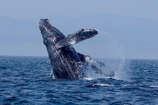 Victoria Whale Watching Cruise with Expert Naturalists - The captain’s search matters (and you can feel it when it works)