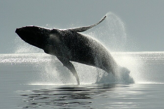 Victoria Whale Watching Cruise with Expert Naturalists - Stop by stop: what you’ll feel at each phase