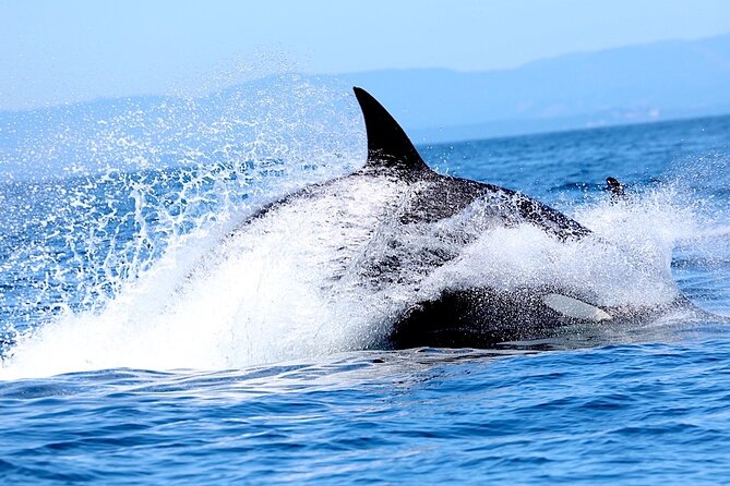 Victoria Whale Watching Cruise with Expert Naturalists - Boat comfort, weather reality, and packing tips that prevent misery
