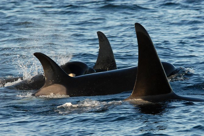 Victoria Whale Watching Tour by Zodiac - The Flotation Suit Advantage (and What to Wear Under It)