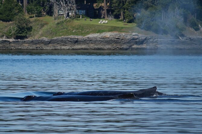 Victoria Whale Watching Tour by Zodiac - What Whales You Might See by Season (And Why Timing Still Matters)