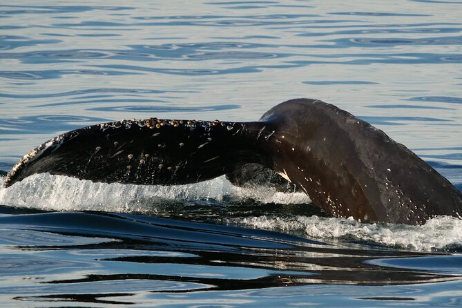 Victoria Whale Watching Tour by Zodiac - Who This Zodiac Whale Watch Is Best For (and Who Should Rethink It)