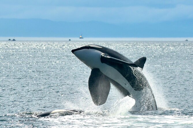 Victoria Whale Watching Tour by Zodiac - Step-By-Step: From 1119 Wharf Street to Your First Spray of Sea Wind