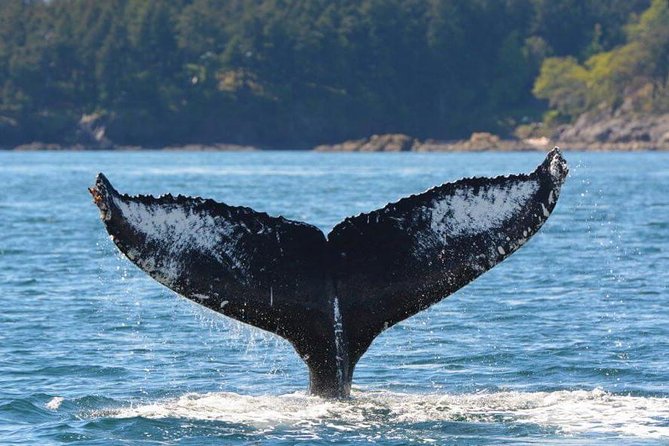 Victoria Zodiac Boat Whale Watching Adventure - On a Zodiac: speed, spray, and why it feels more intimate