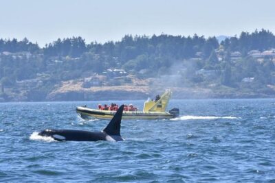 Victoria Zodiac Boat Whale Watching Adventure - Your 3-hour plan: how the experience actually unfolds