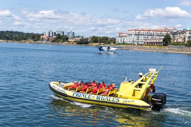 Victoria Zodiac Boat Whale Watching Adventure - Best viewing strategy: seats, direction, and getting your “moment”