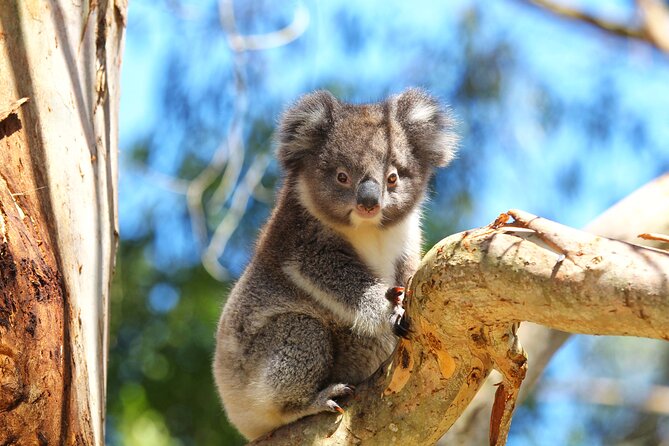 Walk with Wildlife: Guided Tour in Great Ocean Road - Price and value: is $42.32 worth it?