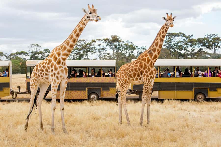 Werribee Open Range Zoo: Entry Ticket - The Main Event: Your Included Open-Range Safari Across 200+ Hectares