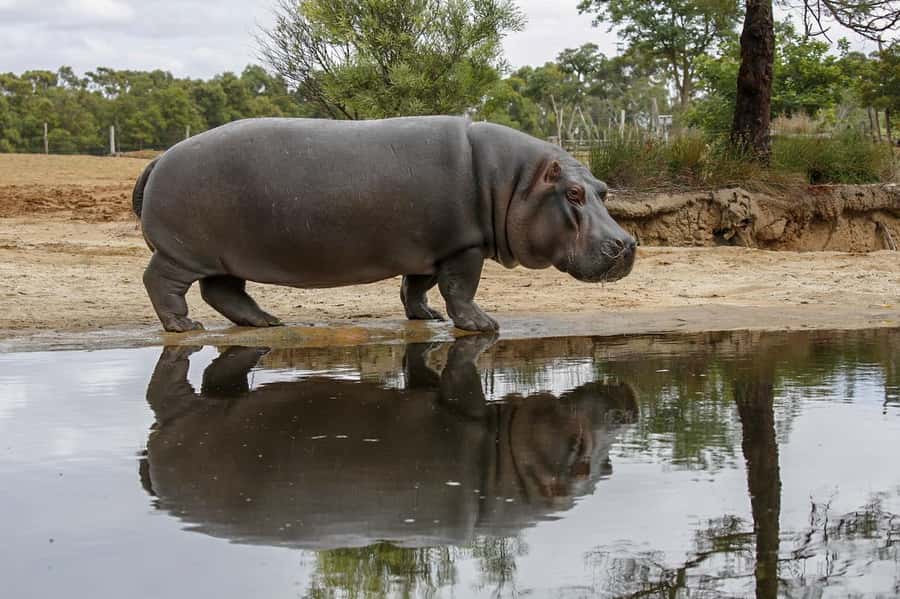 Werribee Open Range Zoo: Entry Ticket - Lions, Gorillas, Monkeys, and Hippos: Seeing the Big Names in a More Natural Setup