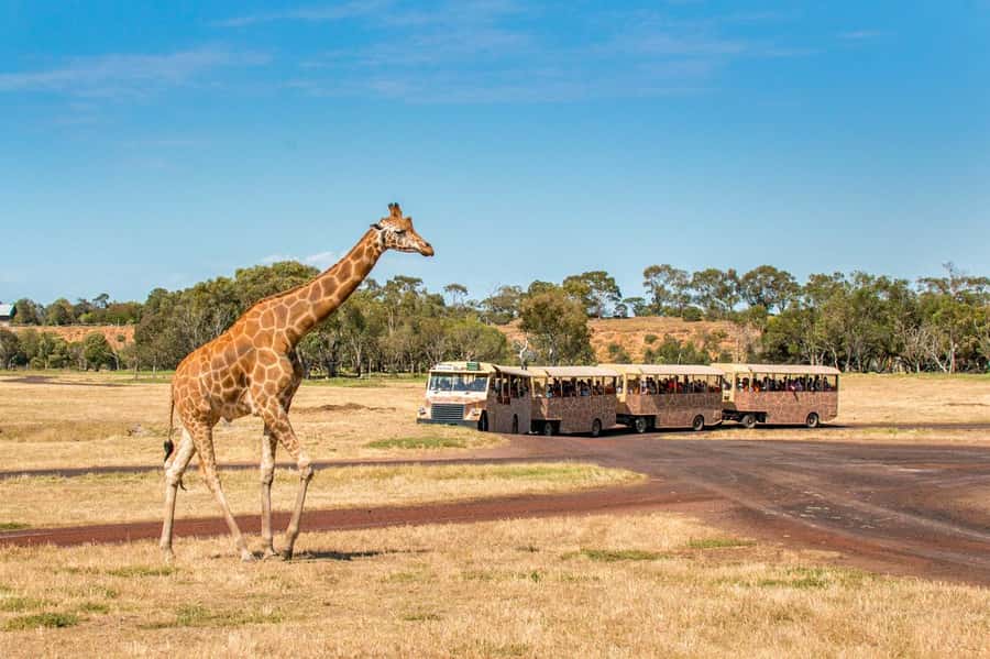 Werribee Open Range Zoo: Entry Ticket - Accessibility, Walking, and Who Should Go (And Who Might Not Love It)