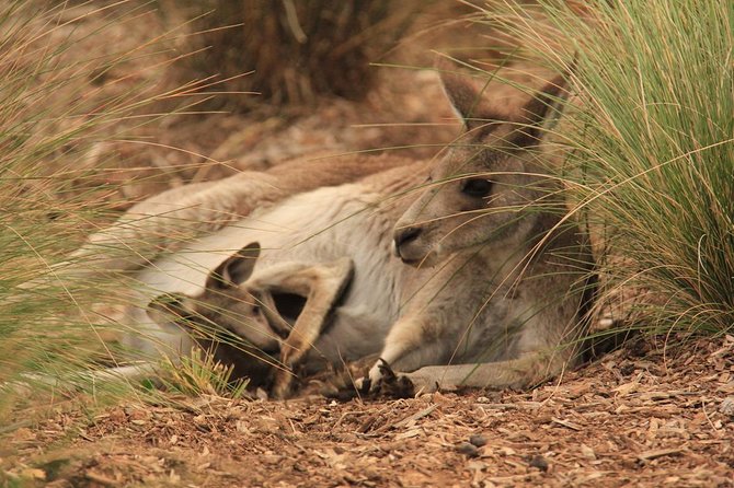 Werribee Open Range Zoo General Admission Ticket - Price and value at Werribee Open Range Zoo