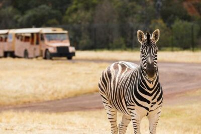 Werribee Open Range Zoo General Admission Ticket - Getting there and making your day run smoothly