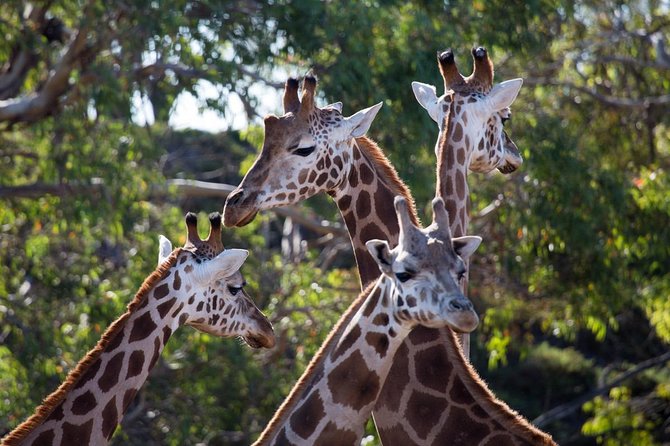Werribee Open Range Zoo General Admission Ticket - Family day out logistics: timing, snacks, and keeping everyone happy