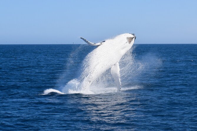 Wilsons Prom Whale Cruise - Getting Onboard at Port Welshpool (and Why Timing Helps)