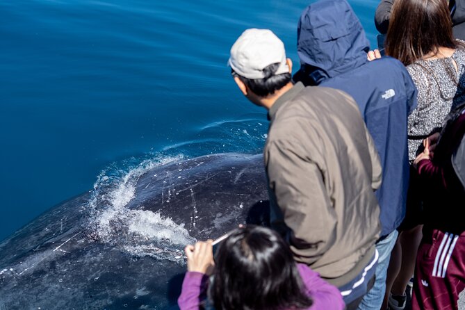 Wilsons Prom Whale Cruise - Wildlife Beyond Whales: More Than One Reason to Go