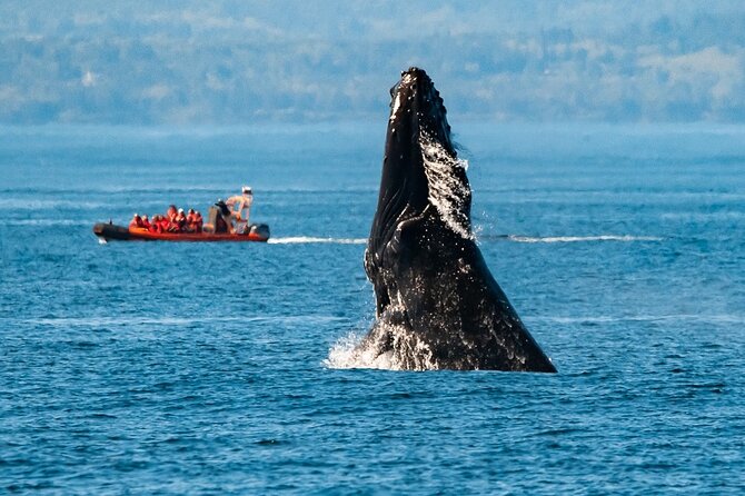 Winter Victoria Whale and Wildlife Zodiac Tour - Key Highlights You’ll Want to Know