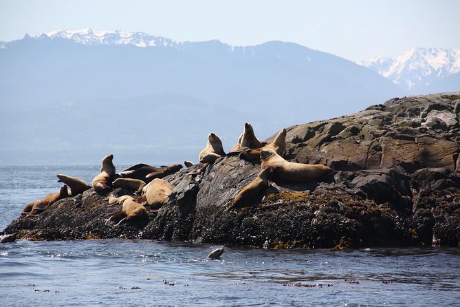 Winter Victoria Whale and Wildlife Zodiac Tour - Meeting Point at 950 Wharf St: Simple, Central, and Easy to Reach
