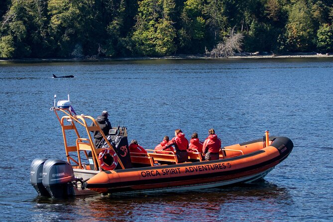Winter Victoria Whale and Wildlife Zodiac Tour - What’s Included (and What You’ll Pay Extra For)