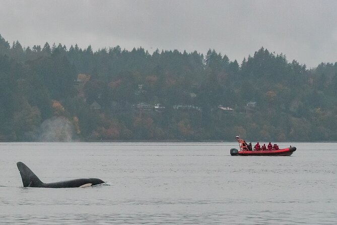 Winter Victoria Whale and Wildlife Zodiac Tour - Orca Spirit Adventures’ Zodiac Setup: Built for Close Views