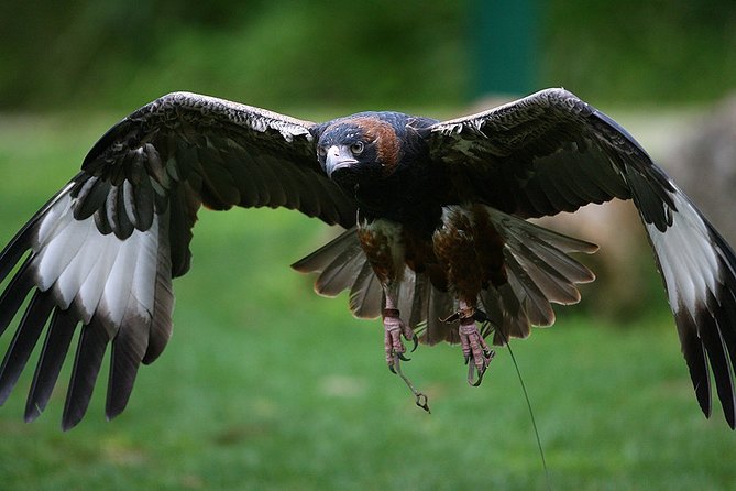 Yarra Valley Wildlife & Wine Day Tour with Healesville Sanctuary - De Bortoli Winery: Wine-and-Cheese to Finish Strong