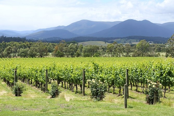 Yarra Valley Wine Day Tour - How the mix of small and large wineries helps your palate